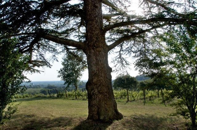 Chateau Fauchey Panzió Cadillac Kültér fotó